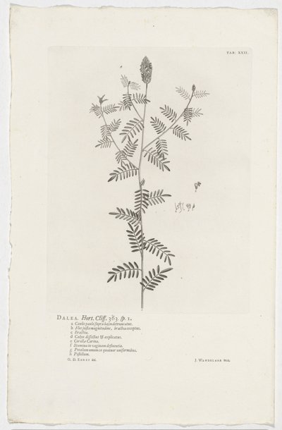 Dalea alopecuroides von Jan Wandelaar