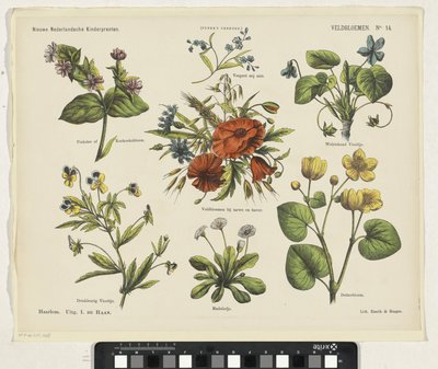 Feldblumen von Jan de Haan