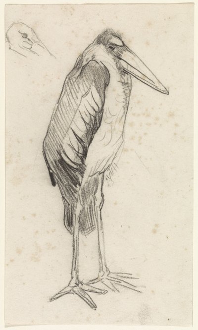 Marabu von Jan van Essen