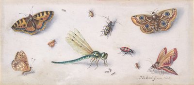 Insekten, Schmetterlinge und eine Libelle von Jan van Kessel