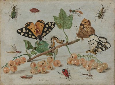 Insekten und Früchte, ca. 1660-65 (Öl auf Kupfer) von Jan van Kessel the Elder