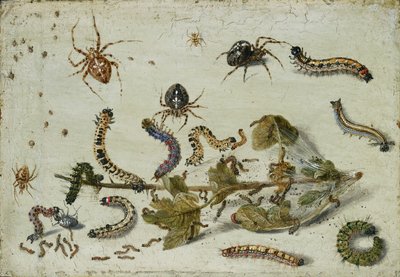 Verschiedene Spinnen und Raupen mit einem Stachelbeerspross, frühe 1650er Jahre von Jan van Kessel
