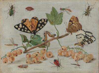 Insekten und Früchte von Jan van Kessel the Elder