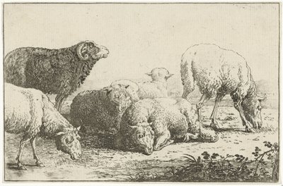 Schafe von Jan van den Hecke