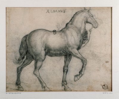 Studie für ein Pferd von Jan van der Straet