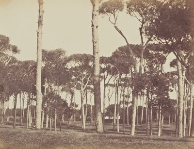 Steinpinienhain, Villa Pamfili Doria, Rom von Jane Martha St. John