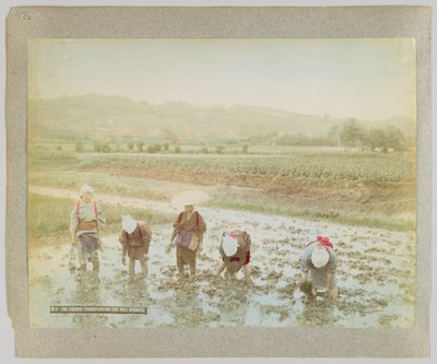 Reissetzlinge pflanzen, Japan von Japanese Photographer