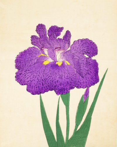 Nyo-Nishiki, Nr. 11, 1898 von Japanese School