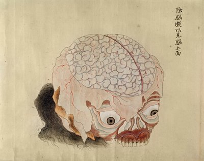 Die Anatomie des Gehirns aus der Dissektion eines Folteropfers von 1796, aus einem Makimono eines Midori-Arztes, 1842 von Japanese School