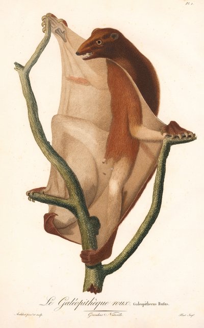 Roter Gleitflieger (Galeopithecus rufus) von Jean Baptiste Audebert