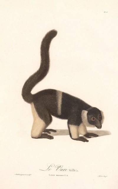 Variante des Vari (Lemur macaco V.A.) von Jean Baptiste Audebert