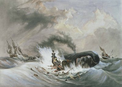 Der Wal von Jean Francois (after) Garneray