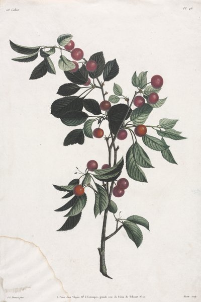 Sammlung der Blumen und Früchte: Zweige von frühen Kirschen von Jean Louis Prevost