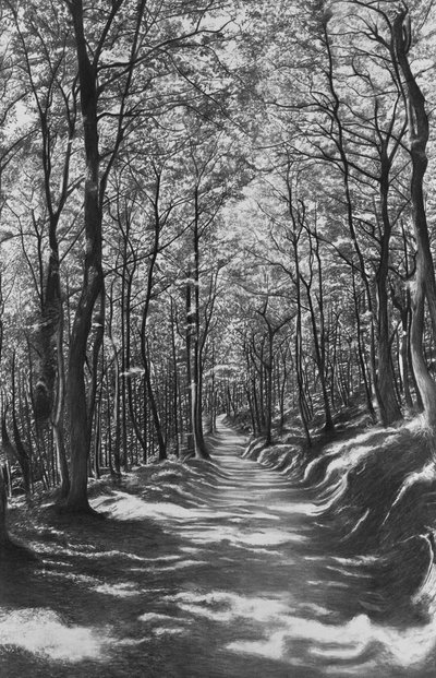 Toskana, Buchenwald von Jerome Glomaud