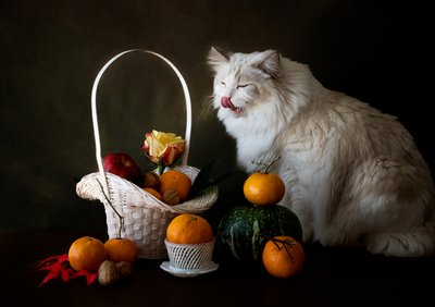 Herbstfrüchte Stillleben mit Katze von Jie Fischer