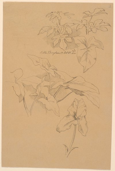 Blattstudien u.a. von einer Kala. Oben: Bleistiftskizze eines Giebels von Johan Thomas Lundbye