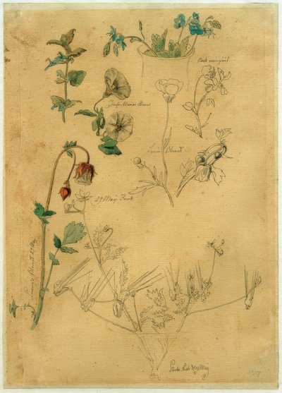 Pflanzenstudie von J. Th. Lundbye von Johan Thomas Lundbye