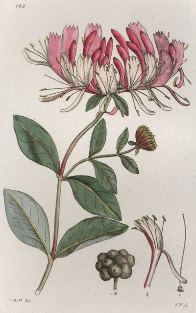 Geißblatt Lonicera periclymenum von Johan Wilhelm Palmstruch