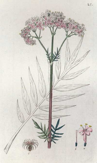 Baldrian Valeriana officinalis, 1804-1811 von Johan Wilhelm Palmstruch