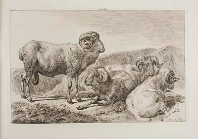 Merino-Widder von Johann Adam Klein