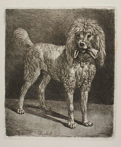 Der Pudel Schwalerl von Johann Adam Klein