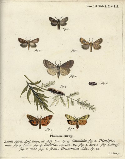Geweihmotte, Lygephila lusoria und Federfuß von Johann Carl Bock
