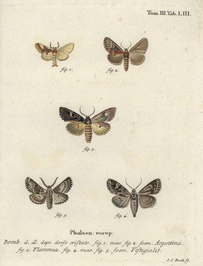 Argentinfalter, Flammenbrokat und Bogenschützenpfeil von Johann Carl Bock
