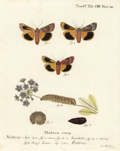 Breitrandige Gelbflügel, Noctua fimbriata. Handkolorierter Kupferstich von Johann Carl Bock nach Eugenius Johann Christoph Espers Die Schmetterlinge in Abbildungen nach der Natur, Erlangen von Johann Carl Bock