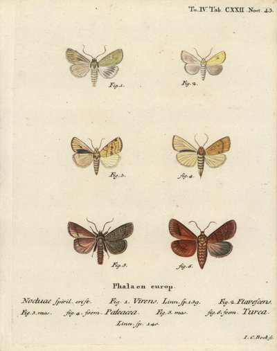 Burren-Grün, Calamia tridens 1, Gelb, Xanthia icteritia 2, Winkelstreifen-Gelb, Enargia paleacea 3,4, und Doppellinie, Mythimna turca 5,6. Handkolorierte Kupferstichgravur von Johann Carl Bock nach Eugenius Johann Christoph Espers Die Schmetterlinge von Johann Carl Bock