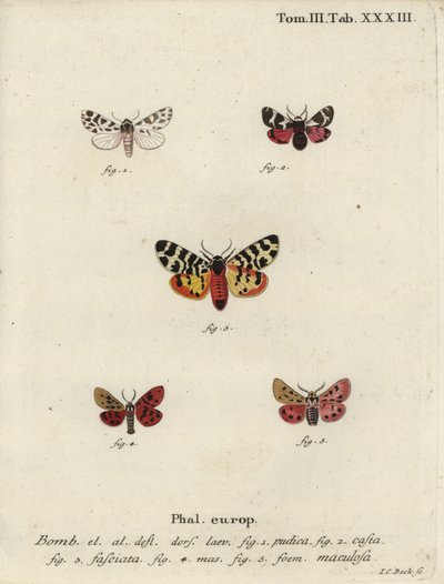 Diskrete Kapuzen- und Tigermotten von Johann Carl Bock