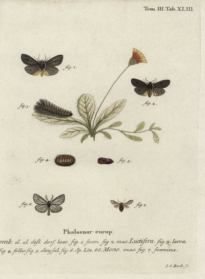 Epatolmis caesarea und Penthophera morio Motten von Johann Carl Bock