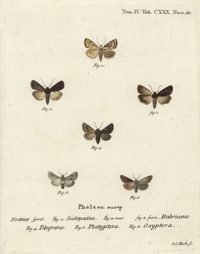 Gartendart, Euxoa nigricans 1-3, Hadena filograna 4, Löwenmaul-Brokat, Calophasia platyptera 5, Simyra nervosa 6. Handkolorierter Kupferstich von Johann Carl Bock nach Eugenius Johann Christoph Espers Die Schmetterlinge in Abbildungen nach der Natur von Johann Carl Bock