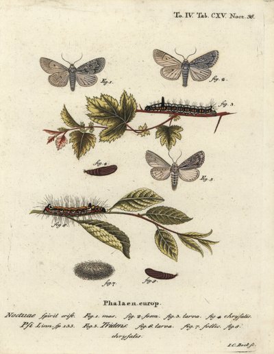 Grauer Dolch, Acronicta psi 1-4, und Dunkler Dolch, Acronicta tridens 5-8. Handkolorierter Kupferstich von Johann Carl Bock nach Eugenius Johann Christoph Espers Die Schmetterlinge in Abbildungen nach der Natur, Erlangen von Johann Carl Bock