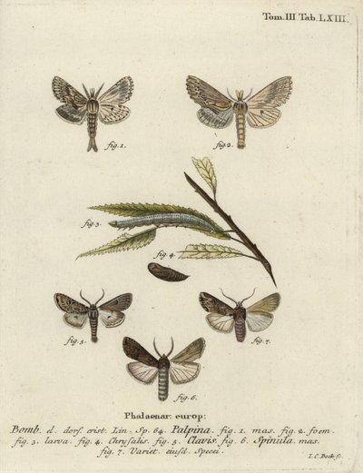 Blasser Prominent, Herz und Keule, und dunkles Schwertgras von Johann Carl Bock