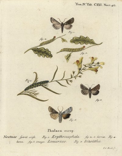 Rothaarige Kastanie, Conistra erythrocephala 1-4, Leinkraut-Brokat, Calophasia lunula 5 und Graue Schulterknoten, Lithophane ornitopus 6. Handkolorierter Kupferstich von Johann Carl Bock nach Eugenius Johann Christoph Espers Die Schmetterlinge in Abb von Johann Carl Bock