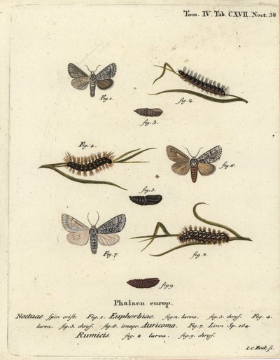 Süßgallmotte, Acronicta euphorbiae 1-5, seltene Dolchmotte, Acronicta auricoma 6, und Knotengrasmotte, Acronicta rumicis 7-9. Handkolorierter Kupferstich von Johann Carl Bock nach Eugenius Johann Christoph Espers Die Schmetterlinge in Abbildungen von Johann Carl Bock