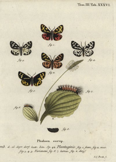 Holztigermotte, Parasemia plantaginis von Johann Carl Bock