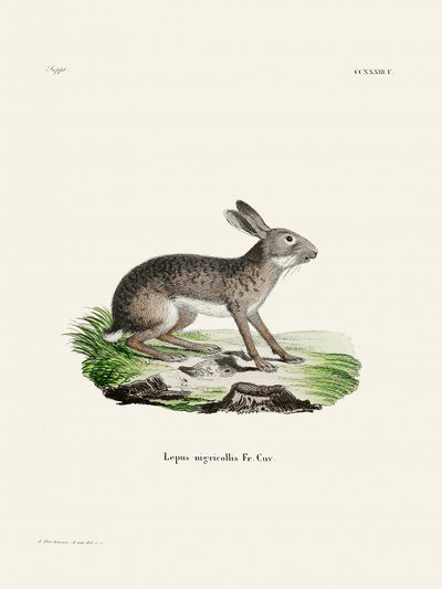 Indischer Hase von Johann Christian Daniel Von Schreber
