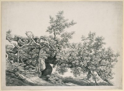 Baumstudie. Umgestürzter Stamm mit freiliegenden Wurzeln von Johann Christian Reinhart