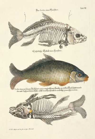 Karpfen mit Skelett von Johann Daniel Meyer