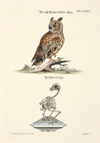 Waldohreule und ihr Skelett von Johann Daniel Meyer