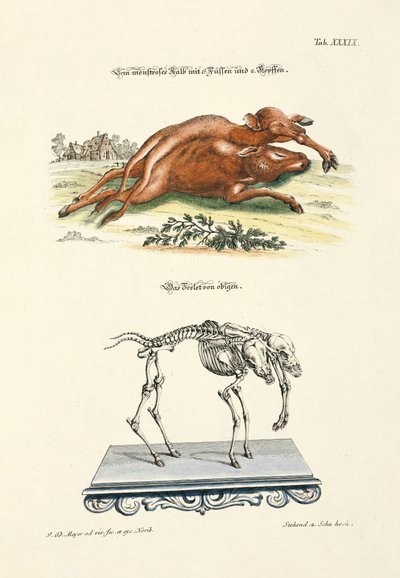 Monströses Kalb mit 6 Beinen und 2 Köpfen von Johann Daniel Meyer