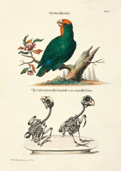 Kleiner Papagei mit Skeletten von Johann Daniel Meyer