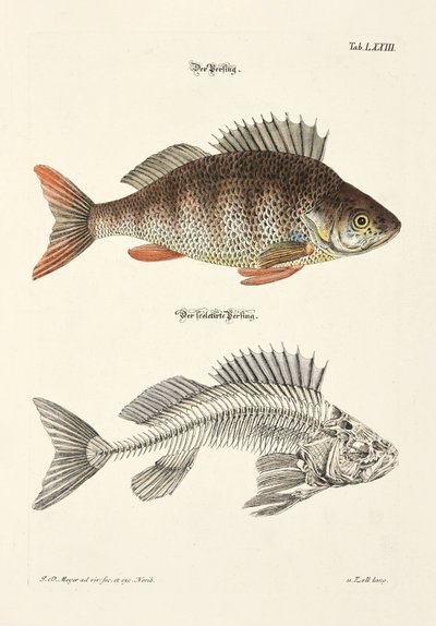 Der Barsch und sein Skelett von Johann Daniel Meyer