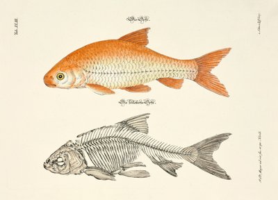 Der Aland und sein Skelett von Johann Daniel Meyer