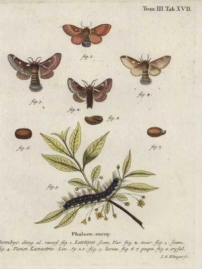 Östlicher Eggar und kleiner Eggar-Motten. von Johann Georg Klinger