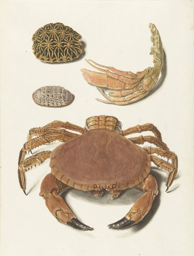 Eine Krabbe, eine Schere einer Krabbe und zwei Schildkrötenschilde von Johann Gustav Hoch