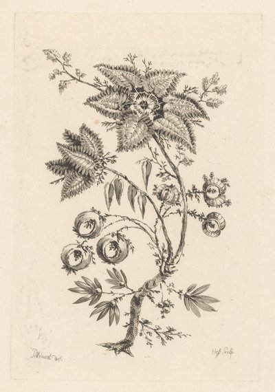 Sternförmige Blumen von Johann Heinrich  Hess