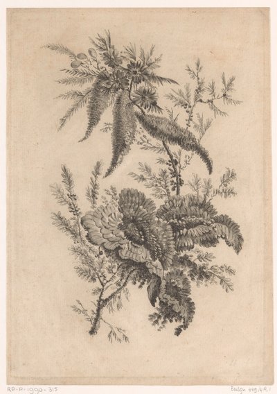 Wilde rosenartige von Johann Heinrich  Hess