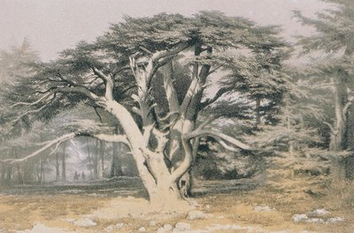 Zedern des Libanon von Johann Martin Bernatz